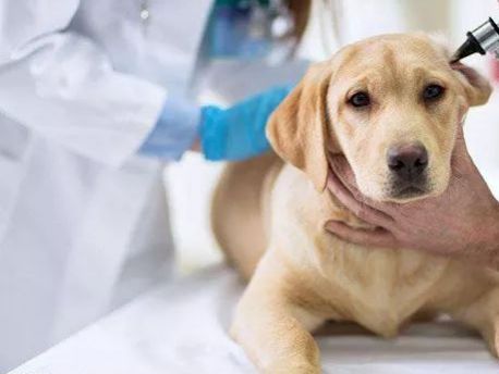 蓬莱宠物医院排查宠物疾病要点