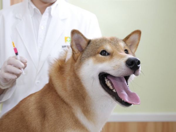 蓬莱宠物医院解决宠物疑难问题