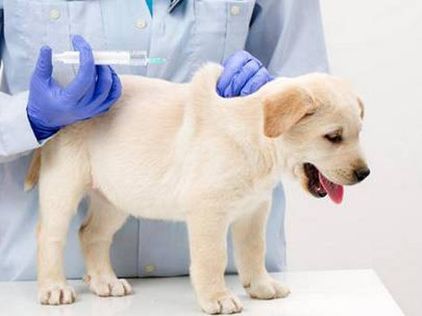 蓬莱宠物医院攻略 如何选择合适的宠物医院