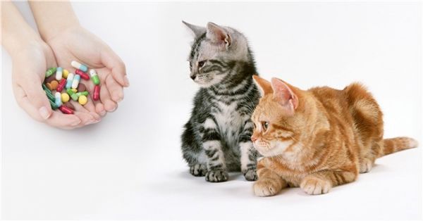 蓬莱宠物医院经验谈 给宠物较好的医疗照顾