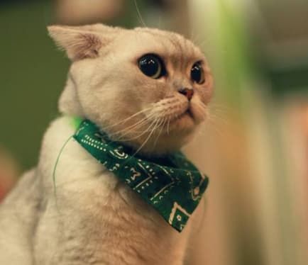 京沪高铁宠物运输试点_高铁宠物托运服务_西安宠物上海国际托运公司