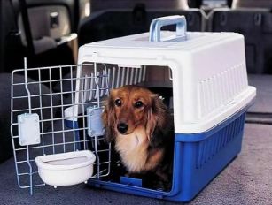 宠物猫狗运输: 陕西西安猫咪宠物托运宠物单托运