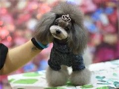 专业宠物美容宠物猫洗澡剪毛剪指甲