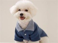 专业宠物美容宠物猫洗澡剪毛剪指甲