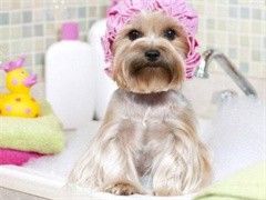 专业宠物美容宠物猫洗澡剪毛剪指甲