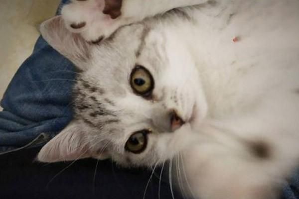 宠物过敏该怎么办？