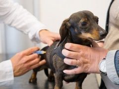 无锡宠物救助宠物猫服务-无锡宠物猫救助-专业服务踏实可靠