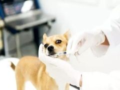 无锡宠物救助宠物猫服务-无锡宠物猫救助-专业服务踏实可靠