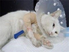 无锡宠物救助宠物猫服务-无锡宠物猫救助-专业服务踏实可靠