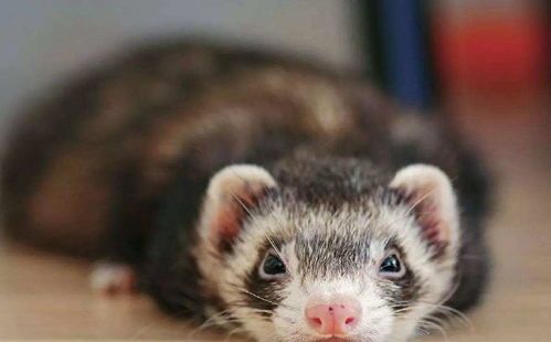 宠物貂一般能活多久？