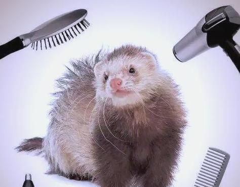 宠物貂寿命的延长技巧（如何让宠物貂健康长寿）