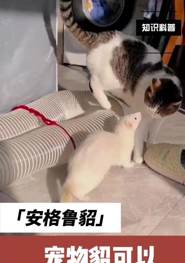 宠物貂寿命的延长技巧（如何让宠物貂健康长寿）