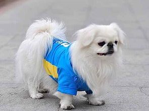 京巴犬是否为土狗？揭秘其独特血统与魅力！