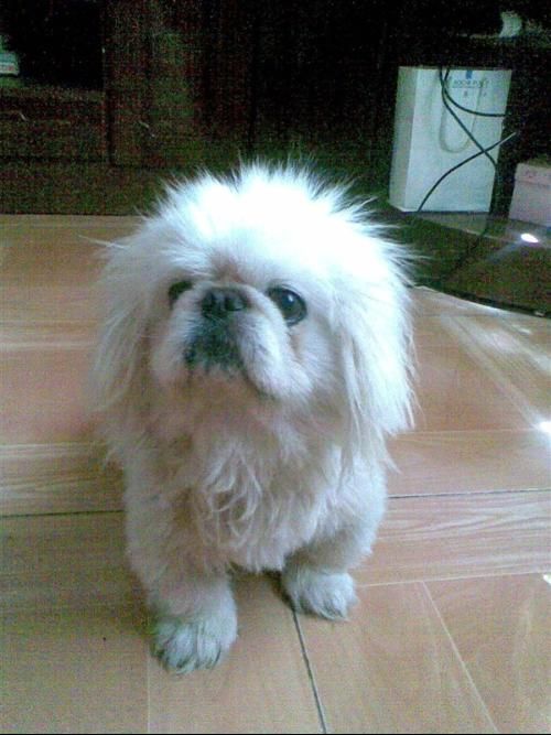 【黑脸京巴】价格揭秘为什么这么可爱的狗狗这么贵