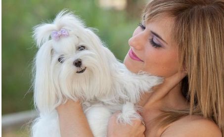 一只哈巴狗坐在家门口，哈巴狗到底是什么品种的狗，你知道吗？