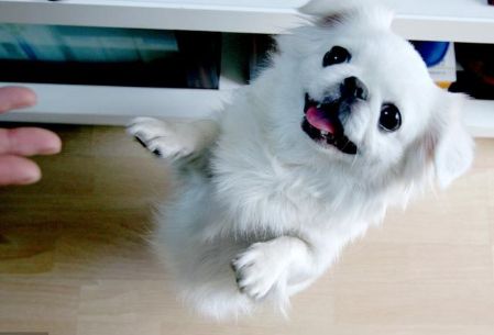 一只哈巴狗坐在家门口，哈巴狗到底是什么品种的狗，你知道吗？