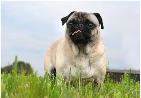 一只哈巴狗坐在家门口，哈巴狗到底是什么品种的狗，你知道吗？