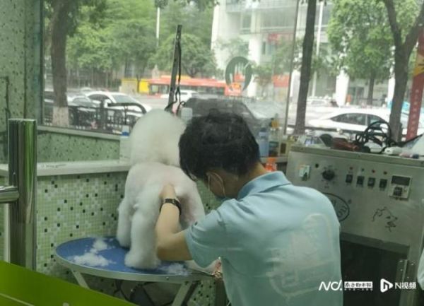 宠物险增长背后的理赔难真相