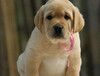 北京哪卖拉布拉多犬便宜奶白色拉布拉多北京家福犬业出售