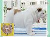 广州出售宠物幼犬英牛广州英牛价格多少