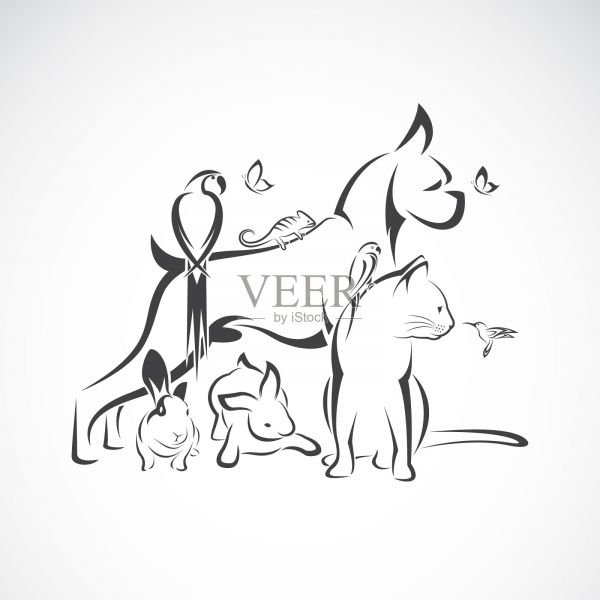群宠物-狗，猫，蜂鸟，鹦鹉设计元素图片