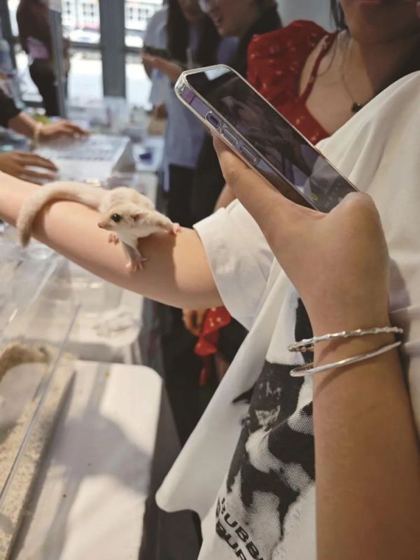 突然爆火！一大批年轻人开始养这类宠物！主打一个“低打扰、高治愈”