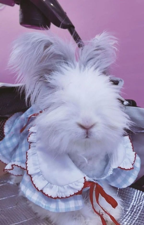 突然爆火！一大批年轻人开始养这类宠物！主打一个“低打扰、高治愈”