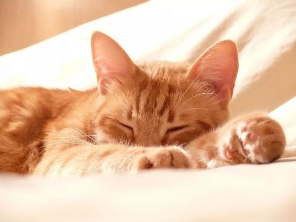 宠物止血粉适用场景，这些情况用它准没错