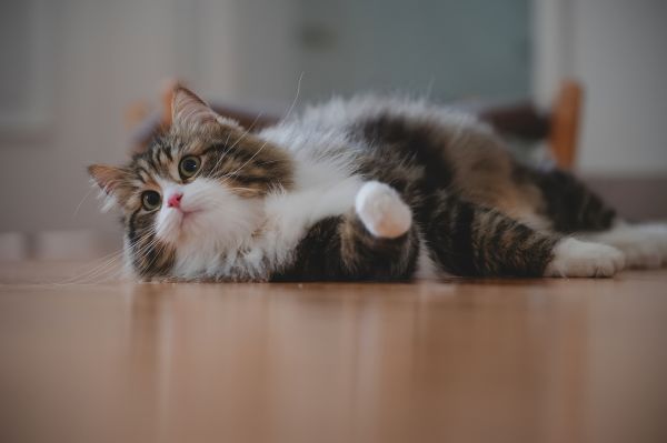 告别飞粉刺痛！小海药业重新定义好用宠物止血粉