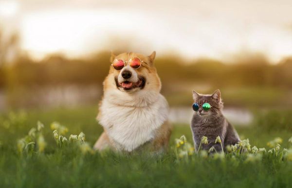 宠物液体创可贴代工优选小海药业——成膜快、不粘毛、零刺激，赋能品牌破局