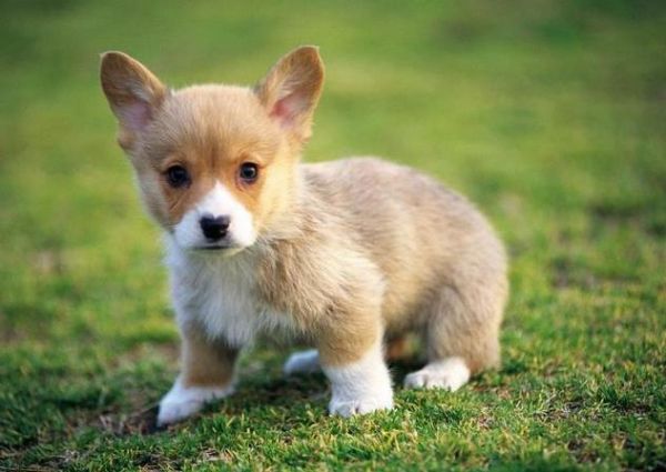 分享狗狗突然拉稀的原因