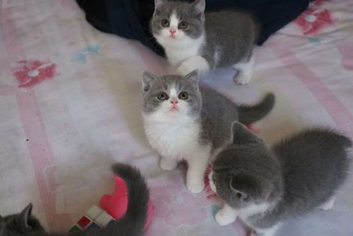 宠物猫价格大揭秘？国内宠物猫市场价格排行榜