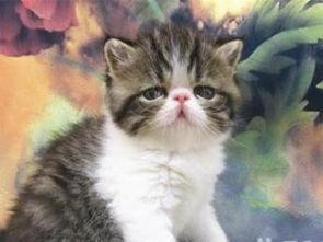 宠物猫价格大揭秘？国内宠物猫市场价格排行榜