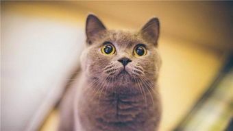 宠物猫价格大揭秘？国内宠物猫市场价格排行榜