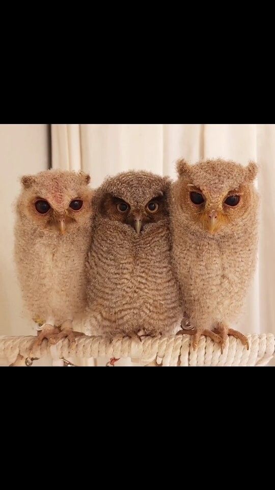 东京特色动物Cafe