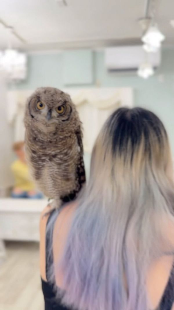 东京特色动物Cafe