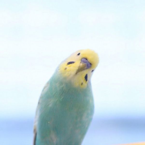 东京特色动物Cafe