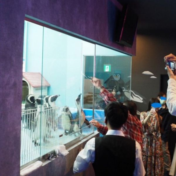 东京特色动物Cafe