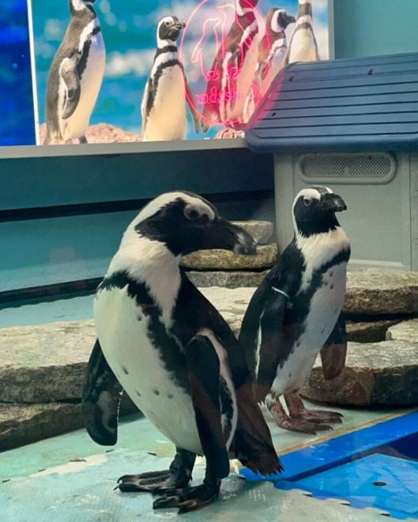 东京特色动物Cafe