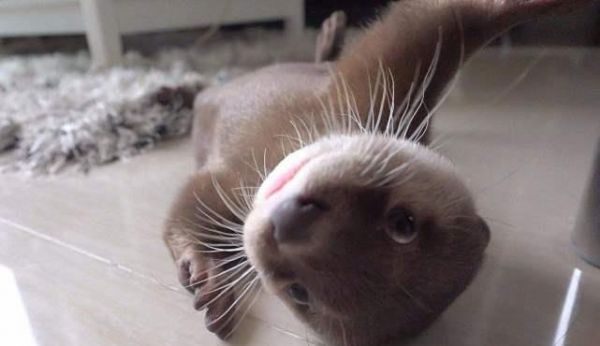 你可能养过猫，也可能养过狗，但你养过“它”吗？