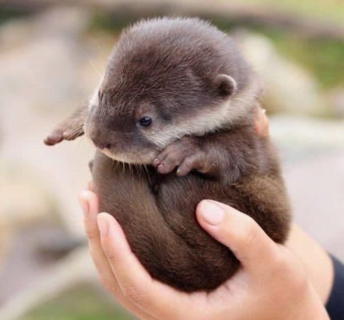 你可能养过猫，也可能养过狗，但你养过“它”吗？