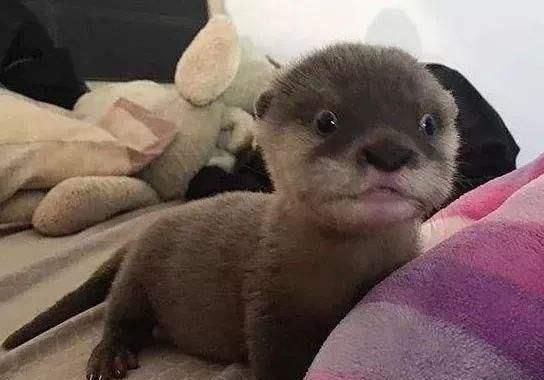 你可能养过猫，也可能养过狗，但你养过“它”吗？