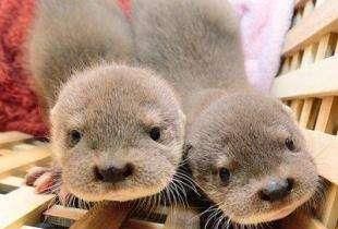 你可能养过猫，也可能养过狗，但你养过“它”吗？