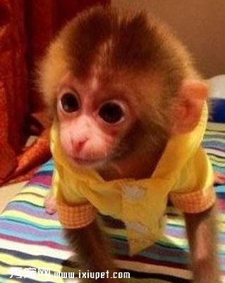 一只袖珍猴卖一万二 猴子适合作为宠物饲养吗