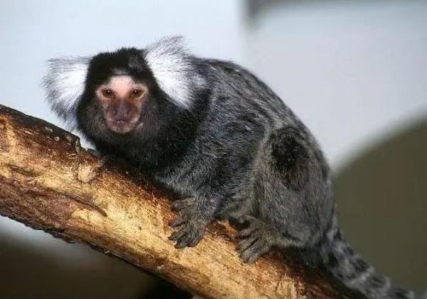 狨猴多少钱一只？狨猴可以在中国养吗？