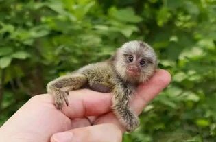 侏儒绒猴多少钱一只 迟延履行利息基数