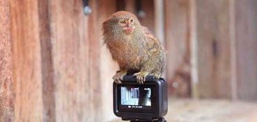 【侏儒绒猴】你知道吗这种小猴子多少钱一只还有这些你不得不知道的要素！