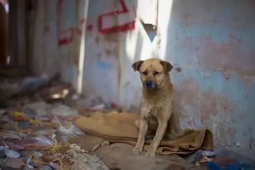 “狗狗绝育，选对医院，安心无忧”