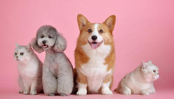 越南宠物用品展览会InterPetFest值得参展吗？2026 越南宠物用品展览会 InterPetFest 全流程参展攻略！