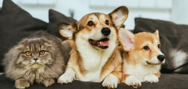 越南宠物用品展览会InterPetFest值得参展吗？2026 越南宠物用品展览会 InterPetFest 全流程参展攻略！